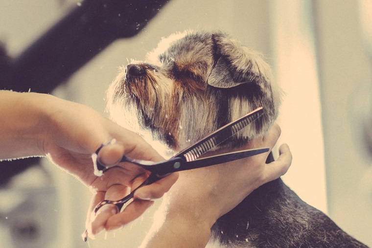 a person using scissors to groom a dog